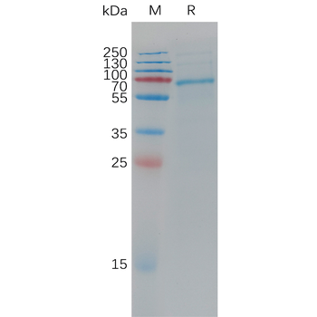 Human GPR84 Protein, hFc Tag