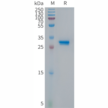Human CXCL14 Protein, hFc Tag