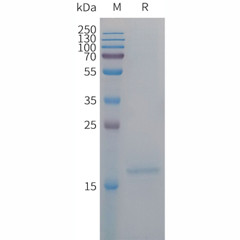 Human NTSR1 Protein, hFc Tag