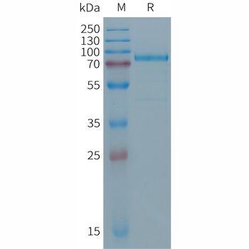 Human GIP Protein, hFc Tag