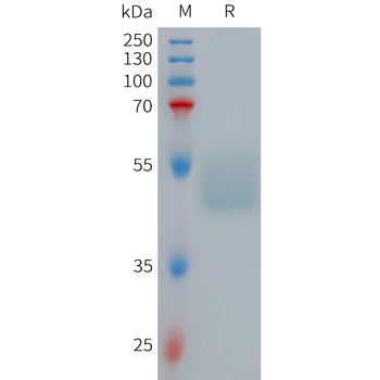 Human CRTH2 Protein, hFc Tag