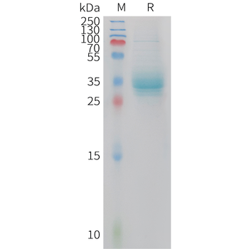 Human CDH3(547-654) Protein, hFc Tag