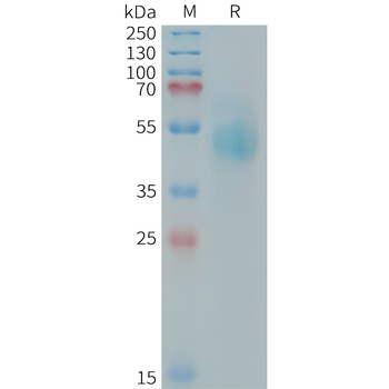 Human CDH3(216-328) Protein, hFc Tag