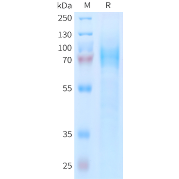 Human Nectin-4(32-147) Protein, hFc Tag