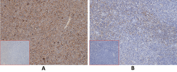 SELPLG Antibody