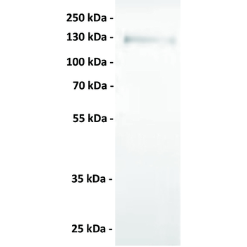 AXL Antibody