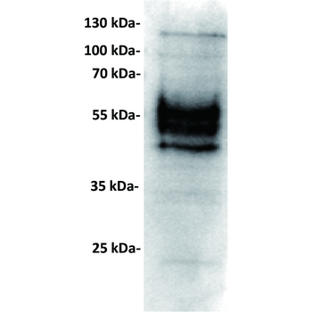PDL1 Antibody