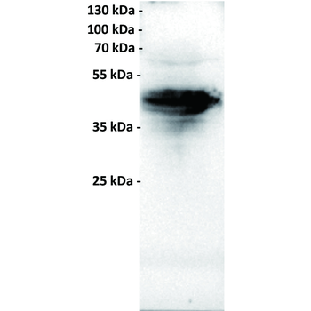 FOLR1 Antibody