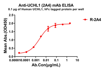 Anti-UCHL1 antibody(2A4), Rabbit mAb