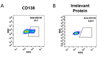 Anti-CD138 (indatuximab biosimilar) mAb