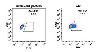 Anti-CS1 antibody(DM9); Rabbit mAb