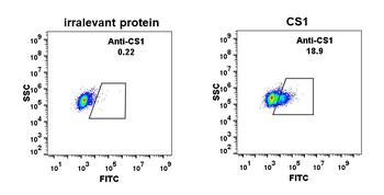 Anti-CS1 antibody(DM11),Rabbit mAb
