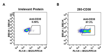 Anti-CD38 antibody(DM28); Rabbit mAb