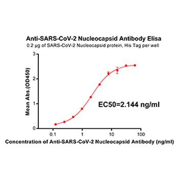 Anti-SARS-CoV-2 Nucleocapsid antibody(DM36); Rabbit mAb