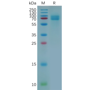 Human CD40 Protein, mFc-His Tag
