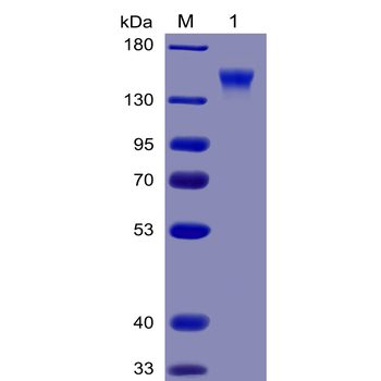 Human CD33(18-259) Protein, hFc-His Tag