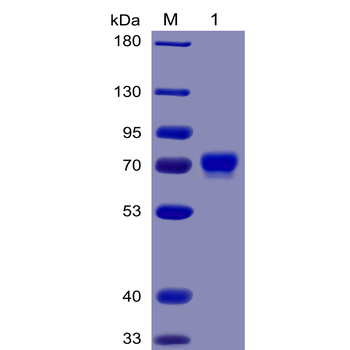 Human BAFF Protein, hFc Tag