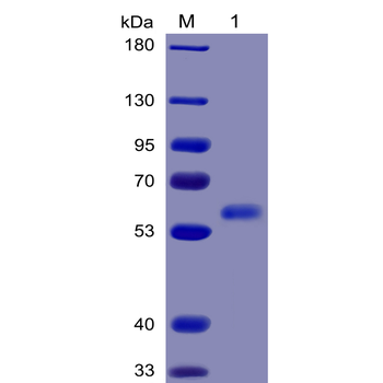 Human EPHA3 Protein, mFc-His Tag