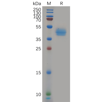 Human TweakR Protein, mFc Tag