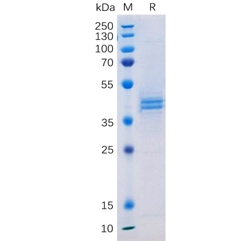 Human Trop2 Protein, mFc-His Tag