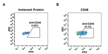 Anti-CD48 antibody(DM43); Rabbit mAb
