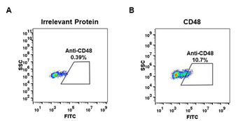 Anti-CD48 antibody(DM44), Rabbit mAb