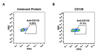 Anti-CD138 antibody(DM45); Rabbit mAb