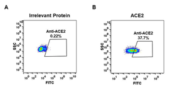 Anti-ACE2 antibody(DM47); Rabbit mAb
