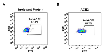 Anti-ACE2 antibody(DM48); Rabbit mAb