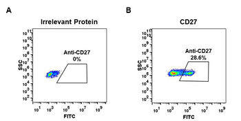 Anti-CD27 antibody(DM57); Rabbit mAb