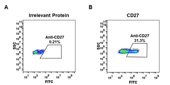 Anti-CD27 antibody(DM58); Rabbit mAb