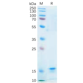 Mouse FAP Protein, C-mFc Tag