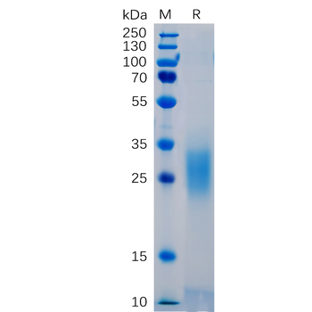 Human LIGHT Protein, hFc Tag