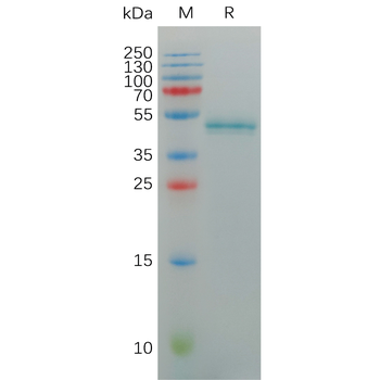 Mouse BTLA Protein, mFc Tag