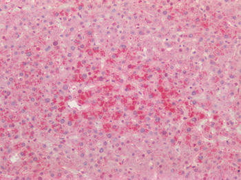 TNFRSF14/CD270/HVEM Antibody