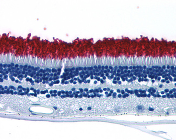 Rhodopsin/RHO Antibody