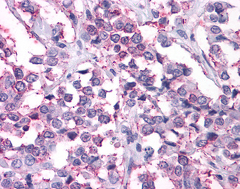 NPY2R Antibody