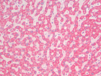 CDH1/E Cadherin Antibody