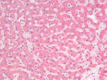CDH1/E Cadherin Antibody