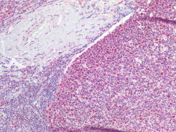 TNFSF4/OX40L/CD252 Antibody