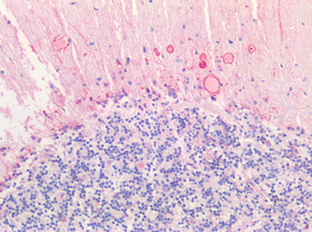 HTR2C/5-HT2C Receptor Antibody