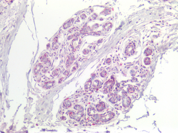 FABP7/BLBP/MRG Antibody