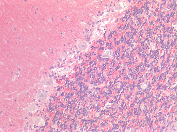 SIRPA/CD172a Antibody