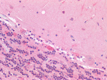 GPR68/OGR1 Antibody