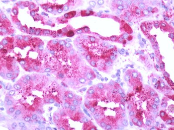 GPR68/OGR1 Antibody