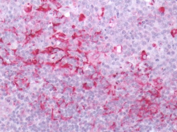 GPR171 Antibody