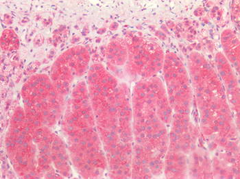 TH/Tyrosine Hydroxylase Antibody