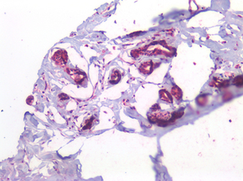 CX3CL1/Fractalkine Antibody