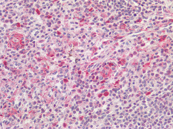 AIF1/IBA1 Antibody