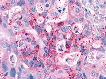 GPR4 Antibody